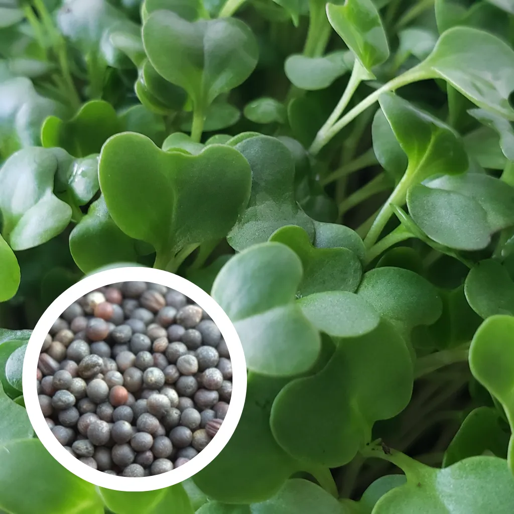 Curly Kale Seeds (25g)