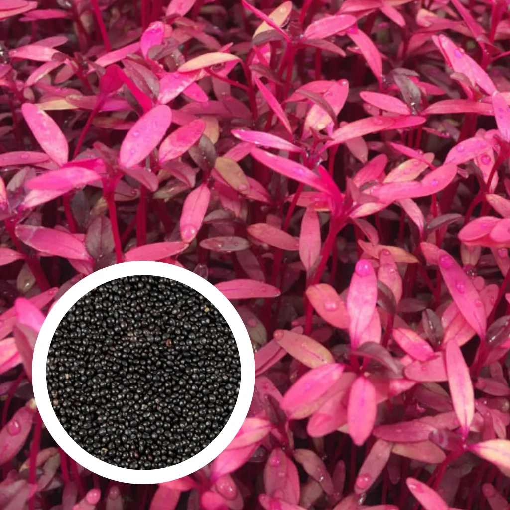 Red Amaranth Seeds (25g)
