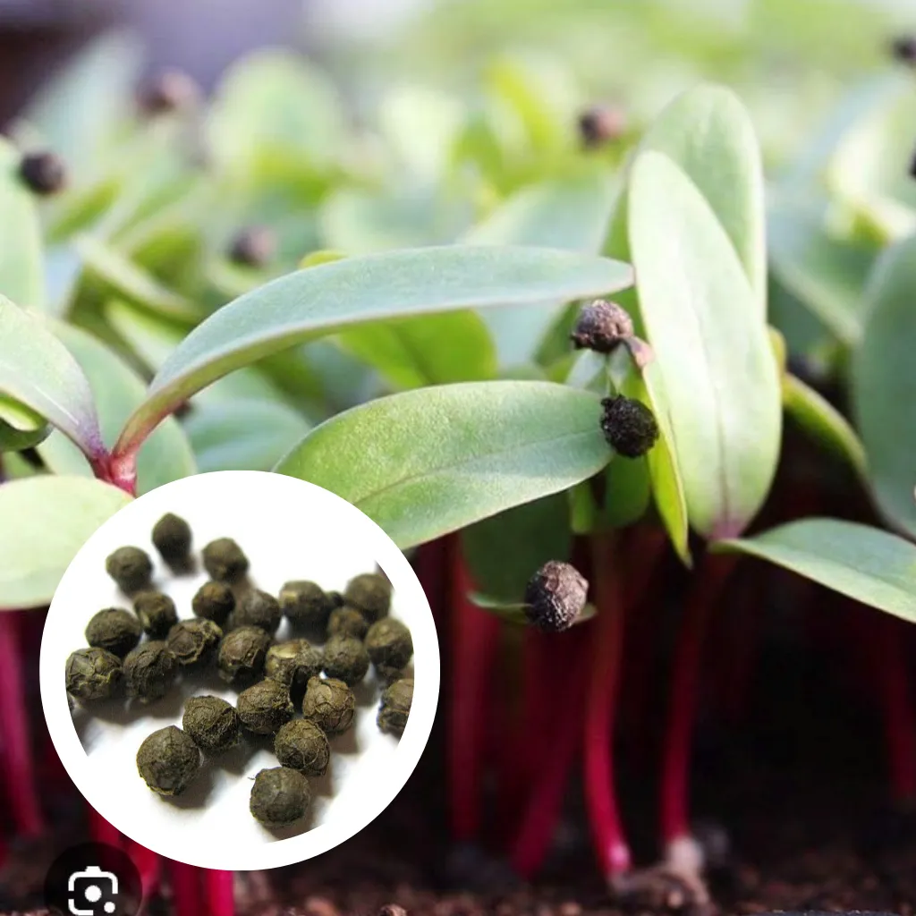 Red Ceylon Spinach Seeds (100g)
