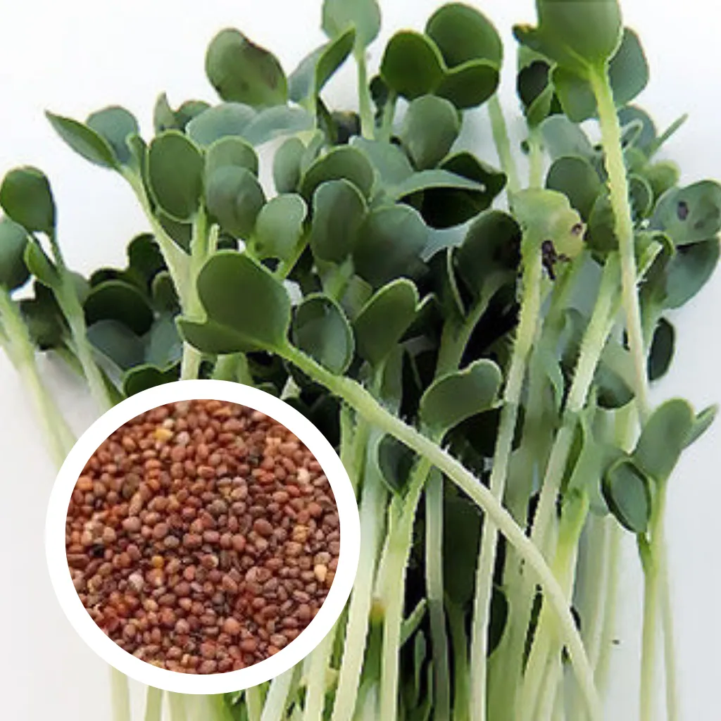 White Radish Seeds (25g)