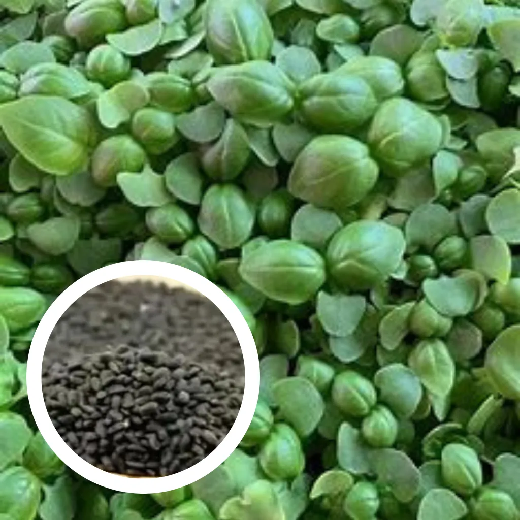 Aromatic Basil Seeds (25g)