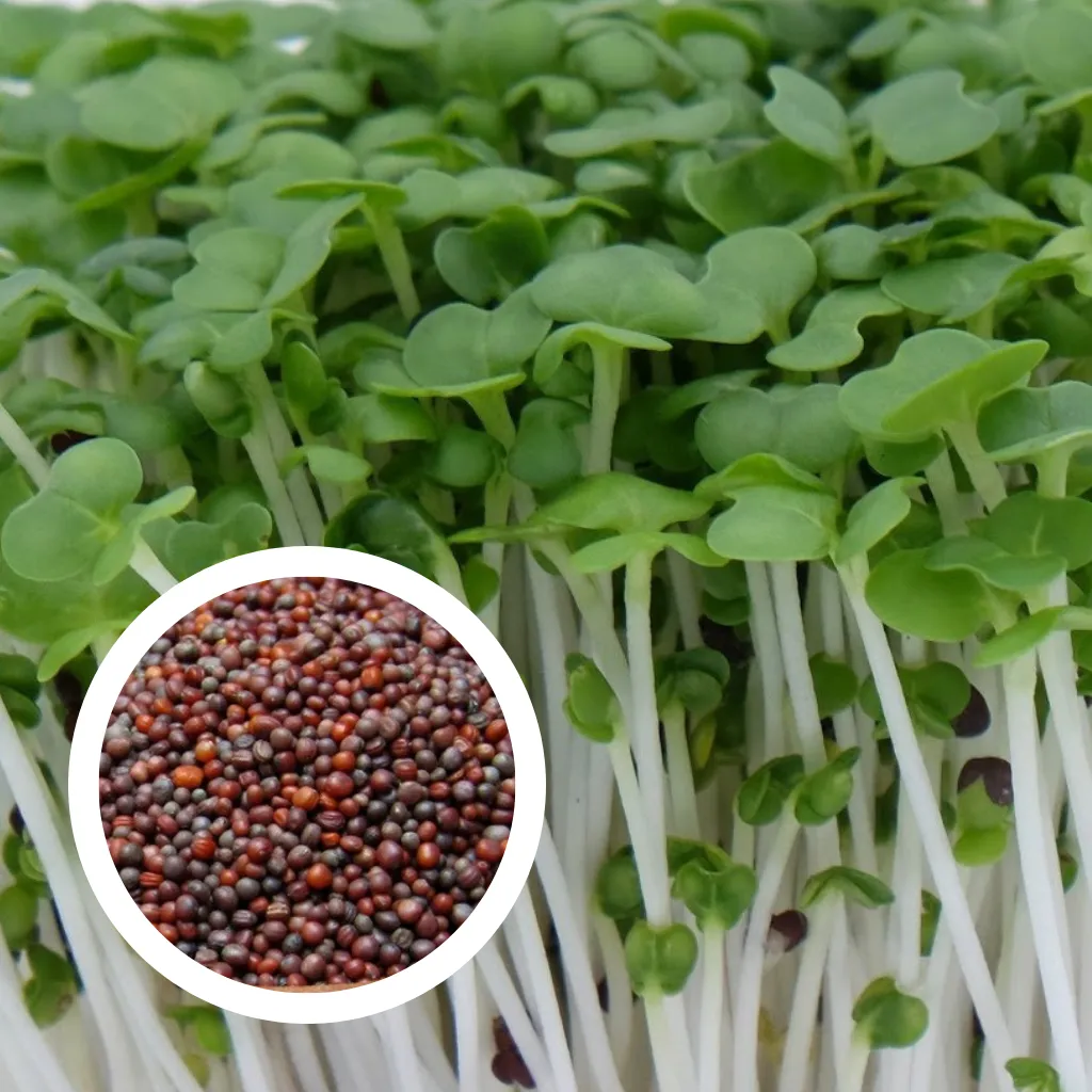 Mustard Seeds (25g)