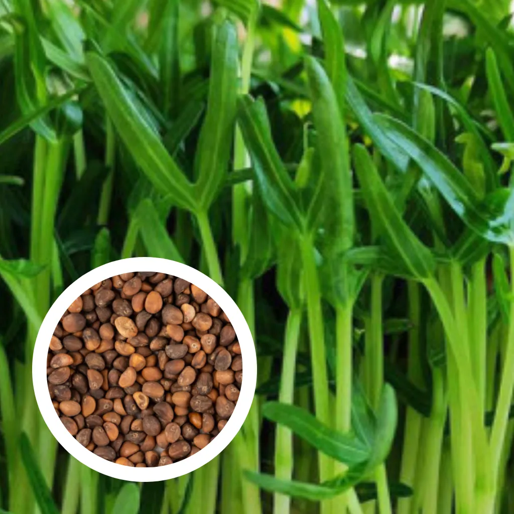 Water Spinach Seeds (500g)