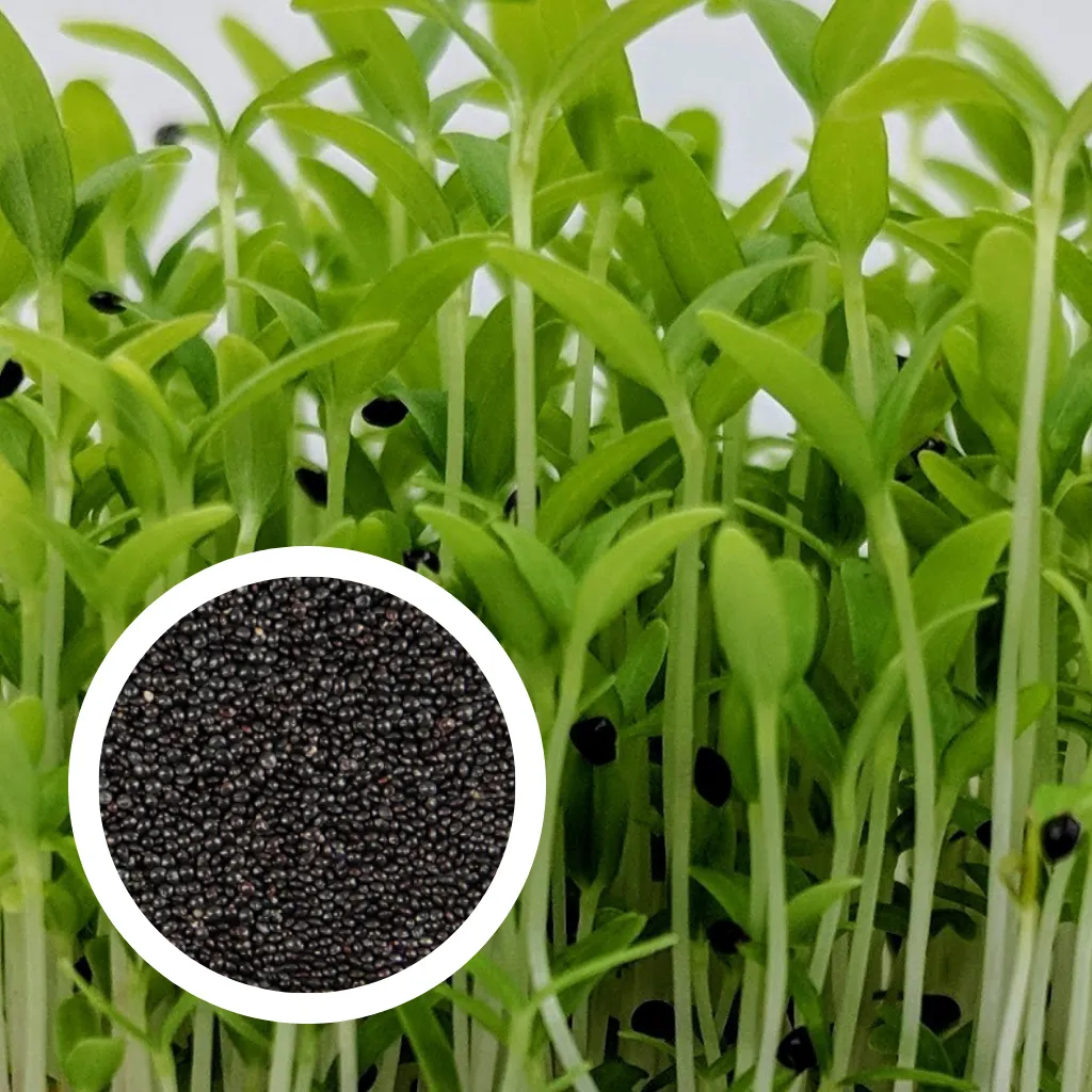 Green Amaranth Seeds (25g)