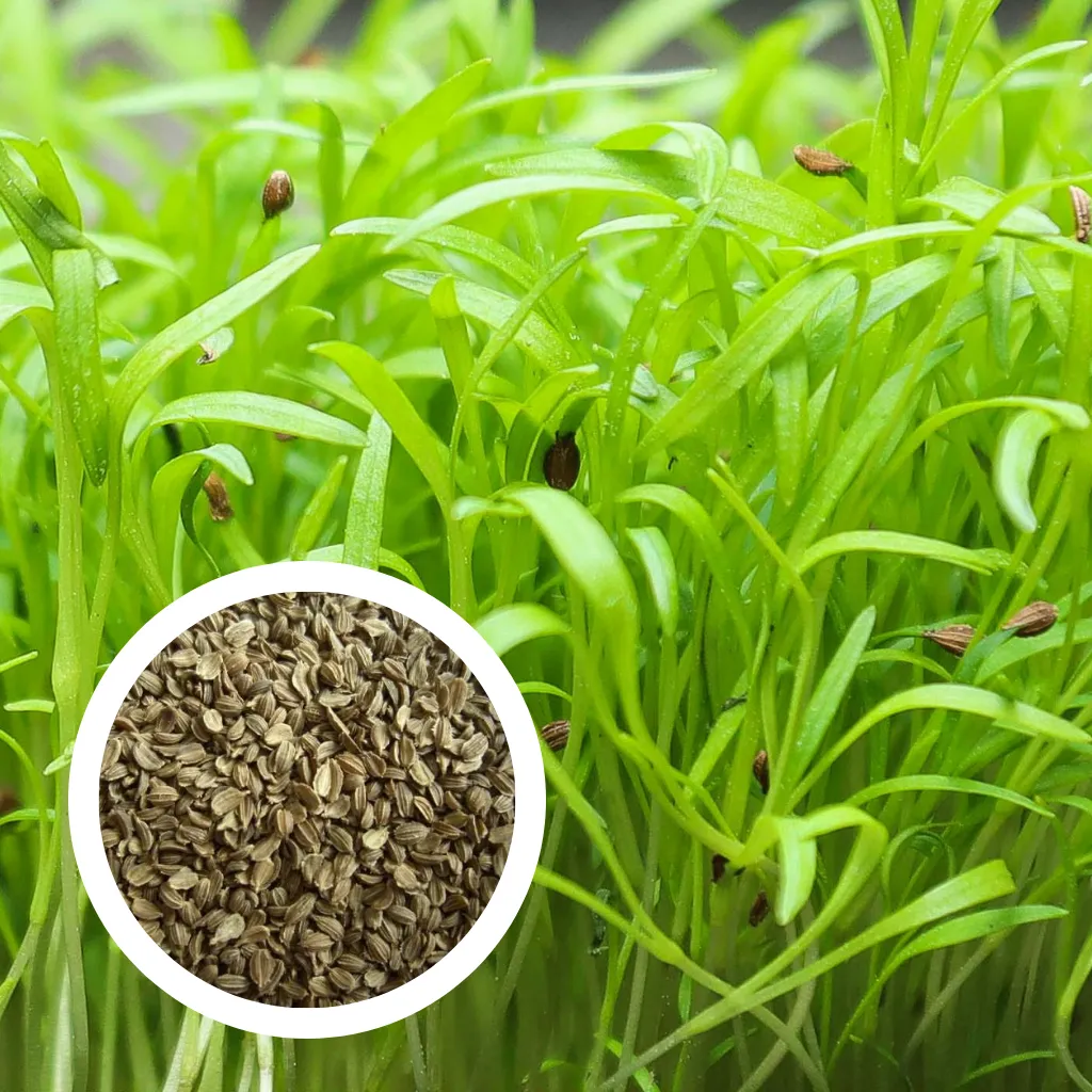 Carrot Seeds (25g)