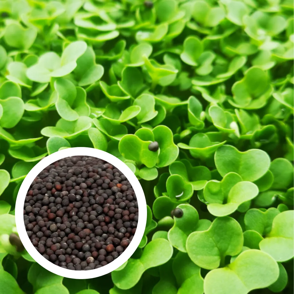 Pak Choy Seeds (25g)