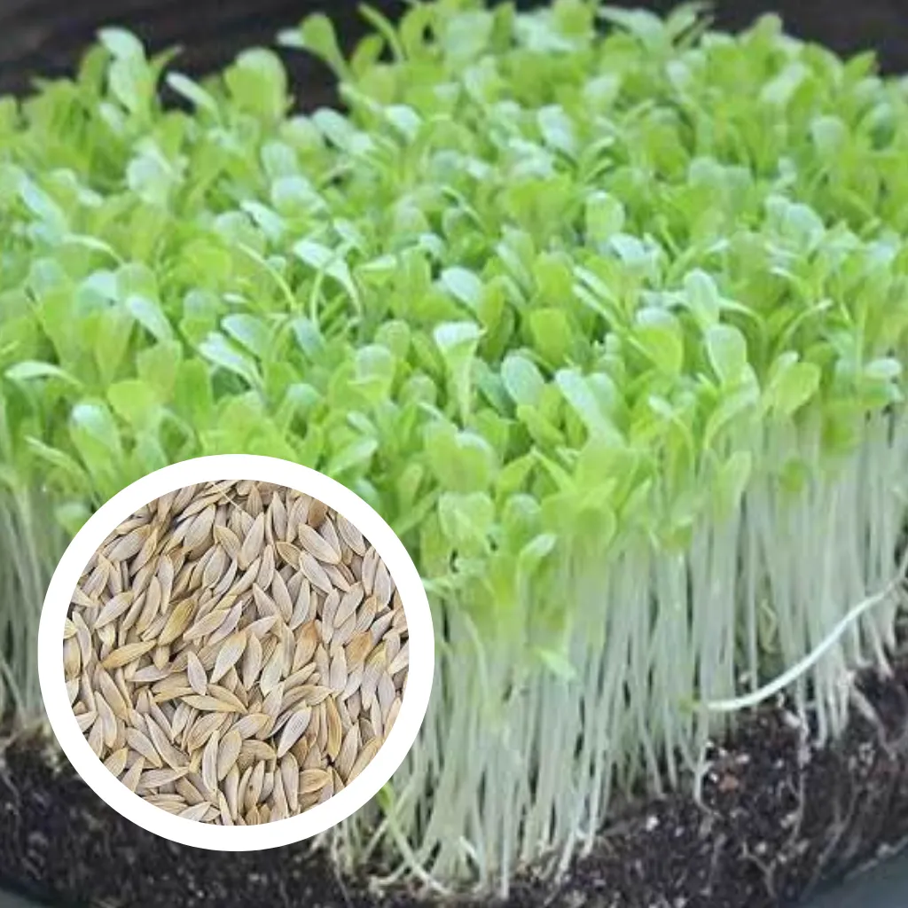 Italian Lettuce Seeds (25g)