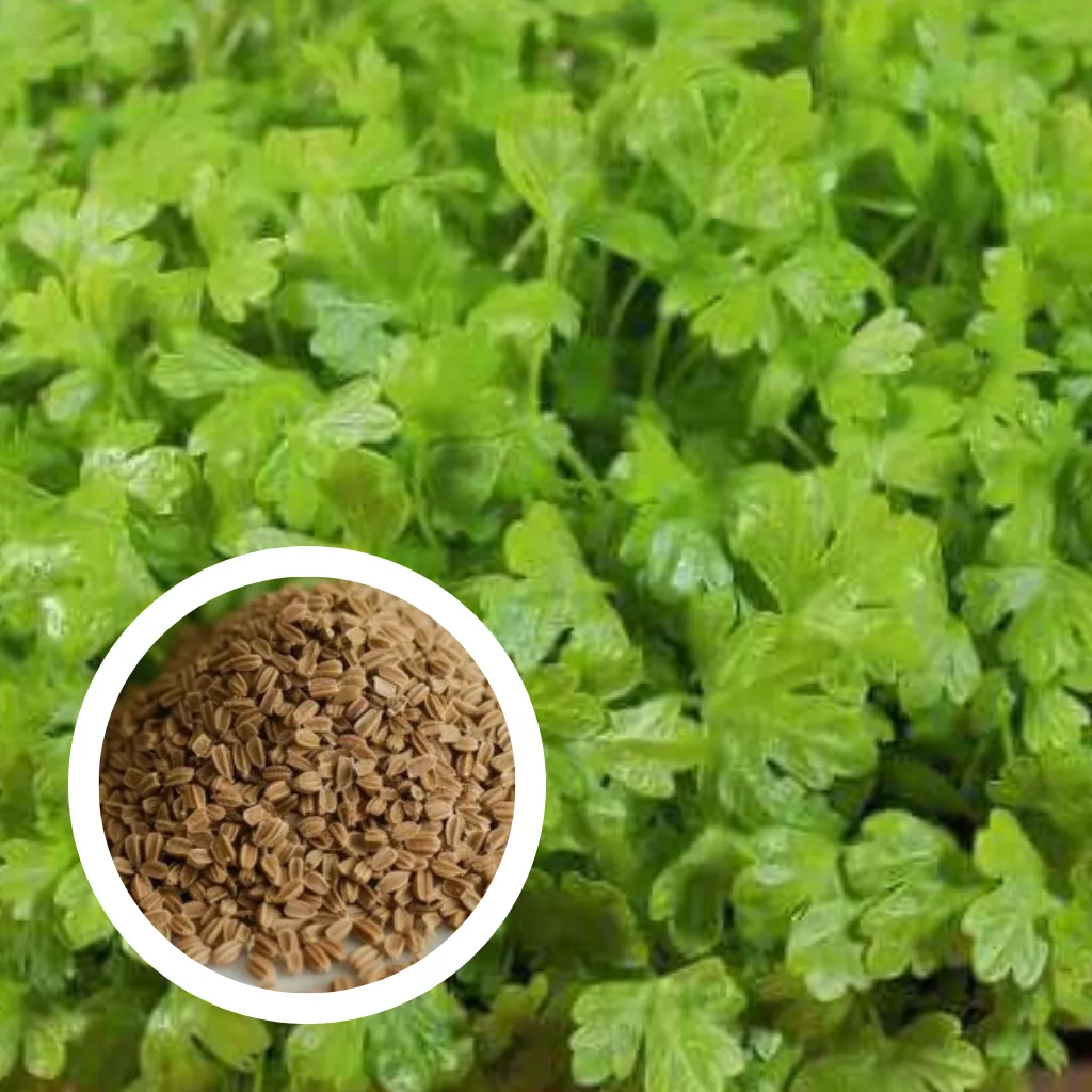 Chinese Celery Seeds (25g)