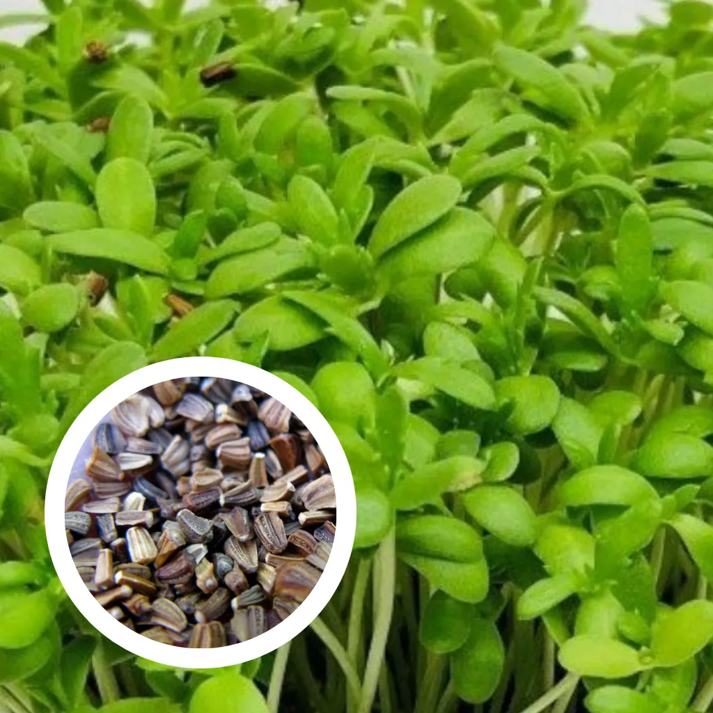 Chrysanthemum Garland Seeds (25g)