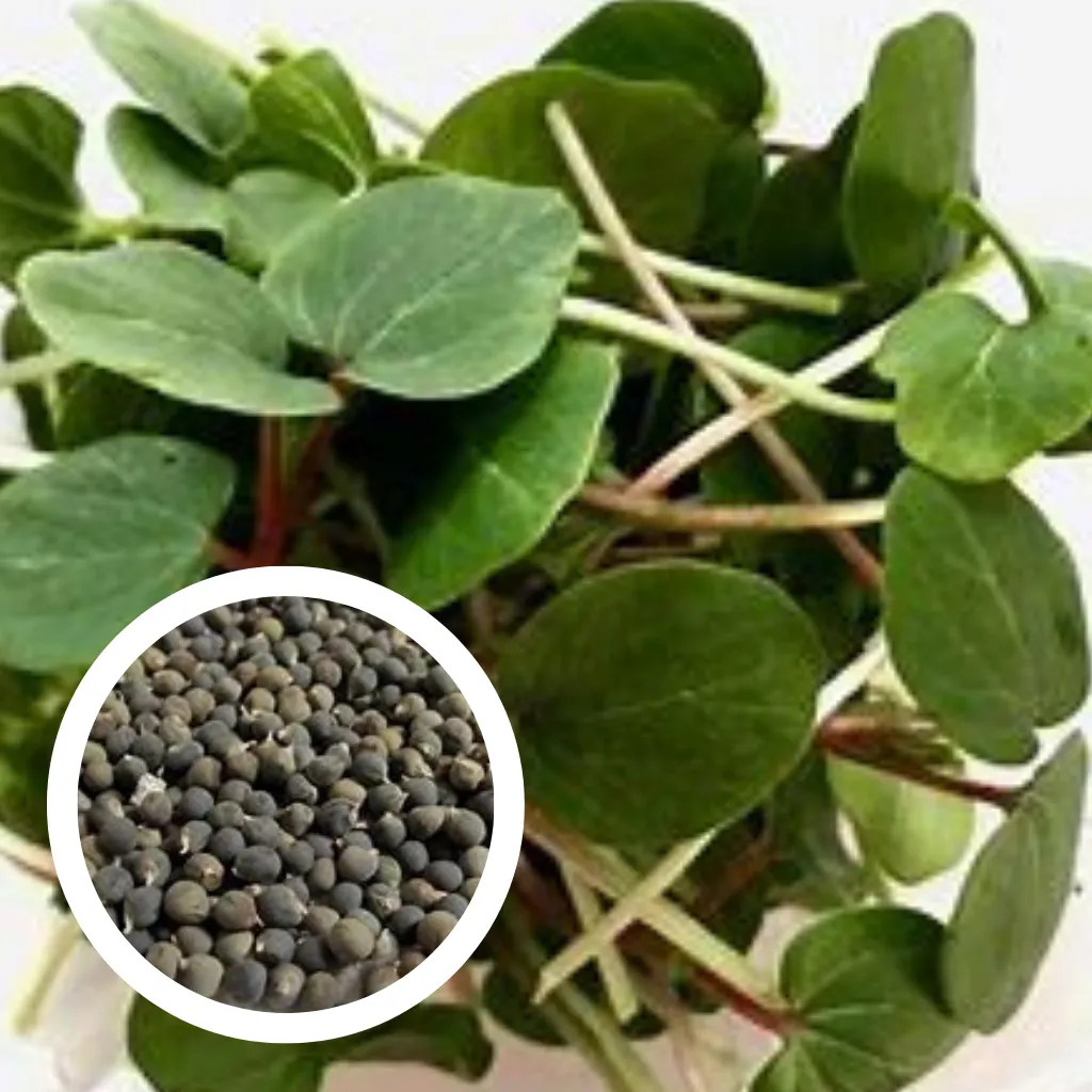 Okra Seeds (100g)